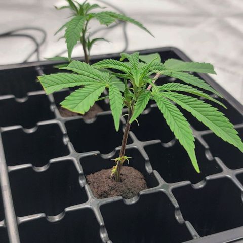 April growlog timeline photo