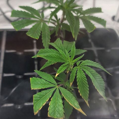 April growlog timeline photo