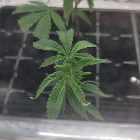 April growlog timeline photo