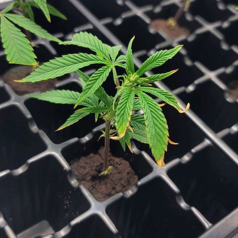 April growlog timeline photo