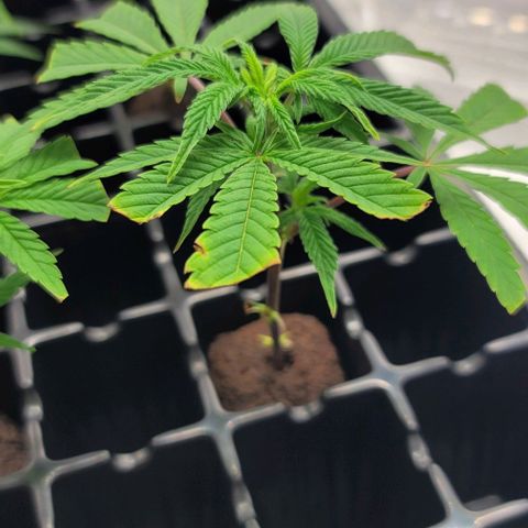 April growlog timeline photo