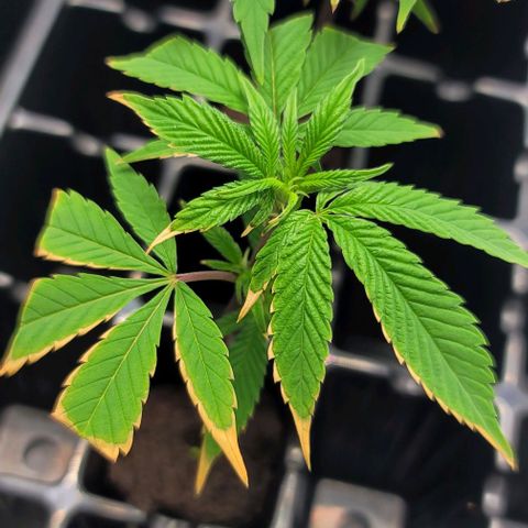 April growlog timeline photo
