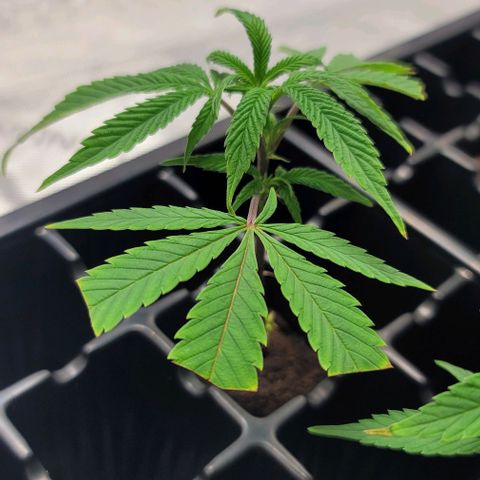 April growlog timeline photo