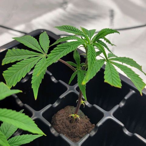 April growlog timeline photo