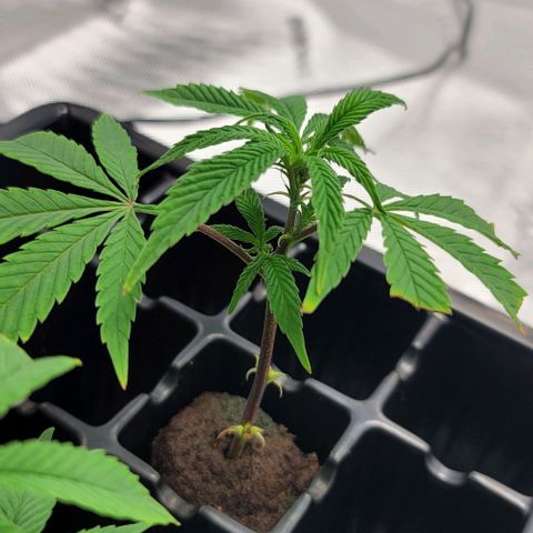 April growlog timeline photo
