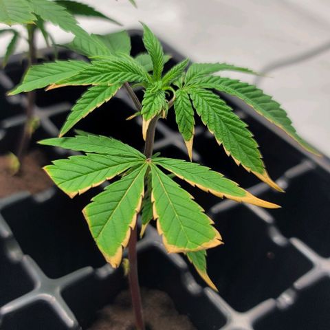 April growlog timeline photo