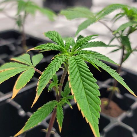 April growlog timeline photo