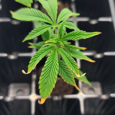 April growlog timeline photo