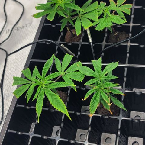 April growlog timeline photo