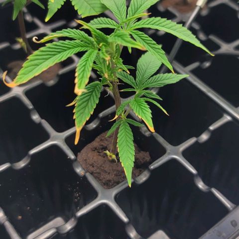 April growlog timeline photo