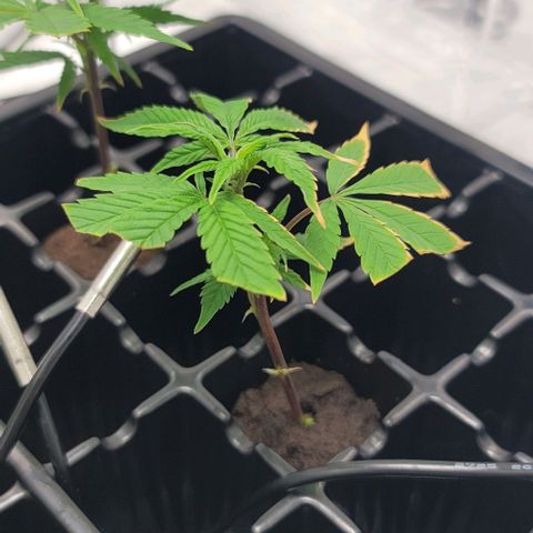 April growlog timeline photo