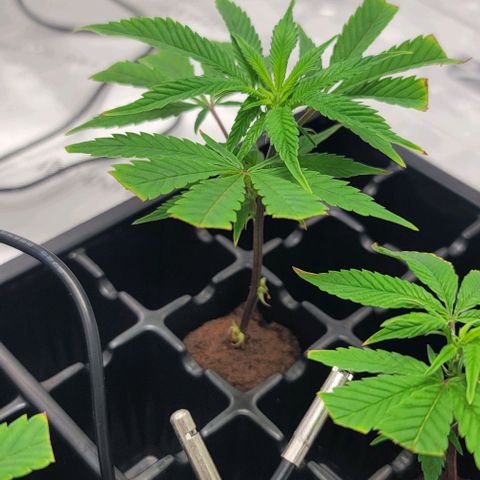 April growlog timeline photo