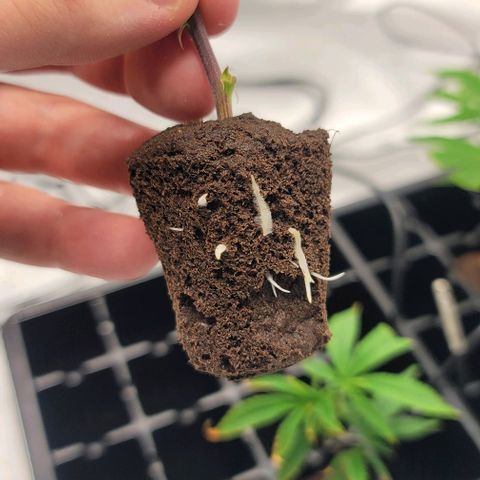 April growlog timeline photo