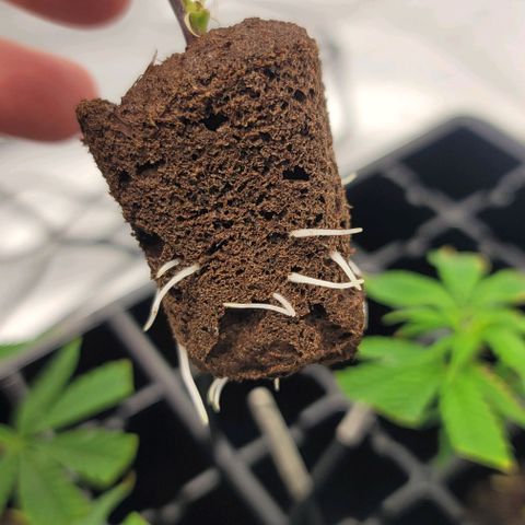 April growlog timeline photo