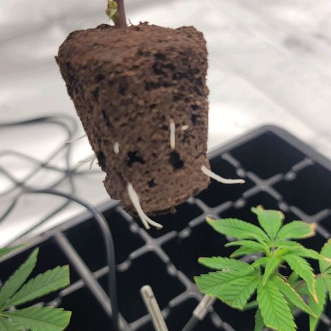April growlog timeline photo