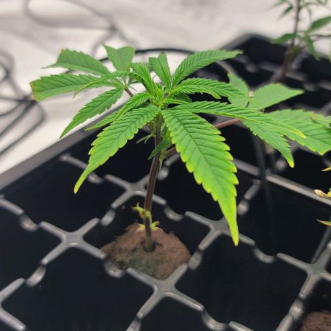 April growlog timeline photo