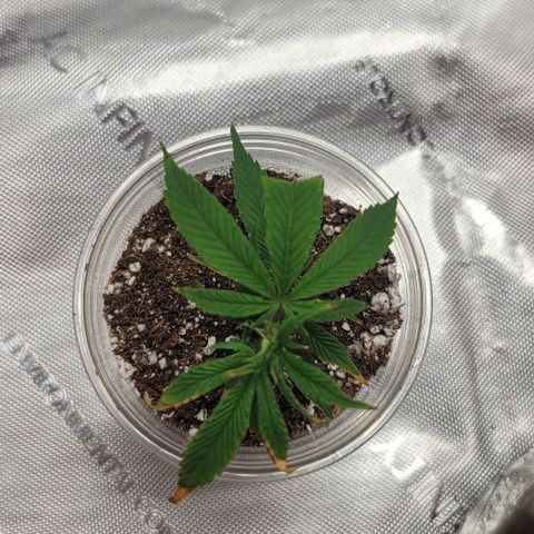 April growlog photo: 5ml Armour Si 
5ml CalMg
3ml floriaseries
1/2 teaspoon recharge per gallon
