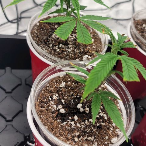 April growlog photo: 5ml Armour Si 
5ml CalMg
3ml floriaseries
1/2 teaspoon recharge per gallon