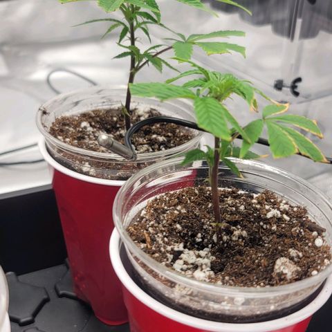 April growlog photo: 5ml Armour Si 
5ml CalMg
3ml floriaseries
1/2 teaspoon recharge per gallon