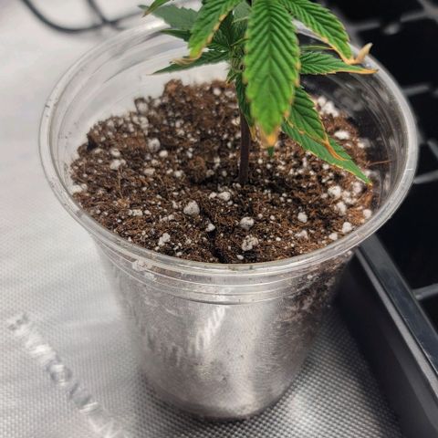 April growlog photo: 5ml Armour Si 
5ml CalMg
3ml floriaseries
1/2 teaspoon recharge per gallon