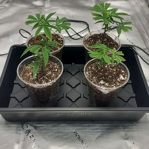 April growlog photo: 5ml Armour Si 
5ml CalMg
3ml floriaseries
1/2 teaspoon recharge per gallon