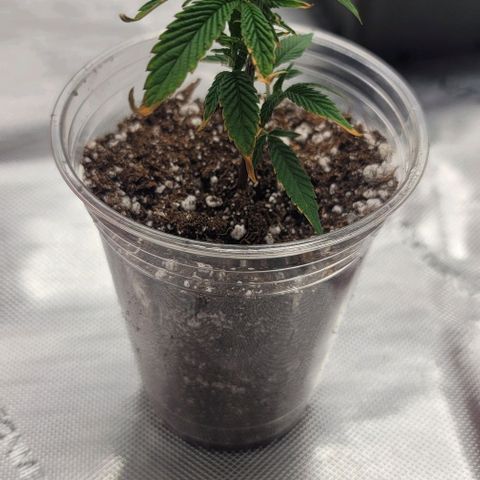 April growlog photo: 5ml Armour Si 
5ml CalMg
3ml floriaseries
1/2 teaspoon recharge per gallon