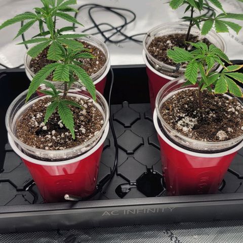 April growlog photo: 5ml Armour Si 
5ml CalMg
3ml floriaseries
1/2 teaspoon recharge per gallon
