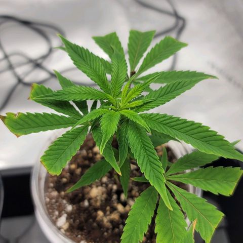 April growlog timeline photo
