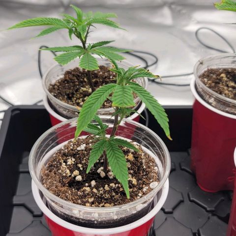 April growlog timeline photo