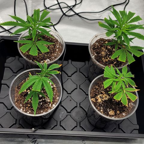 April growlog timeline photo