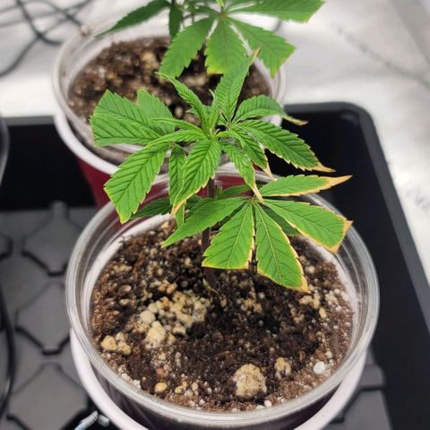 April growlog timeline photo