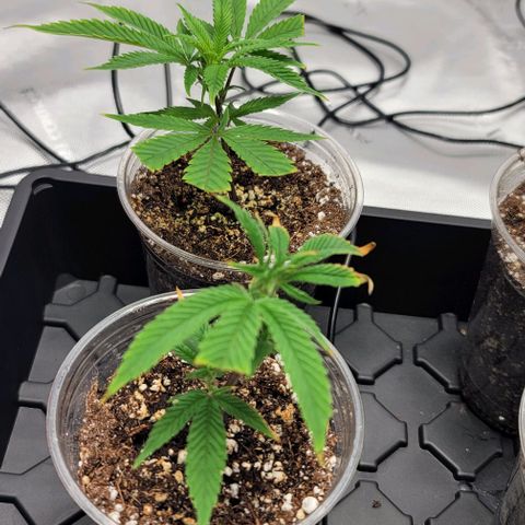 April growlog timeline photo
