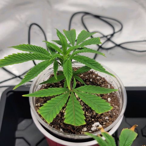 April growlog timeline photo