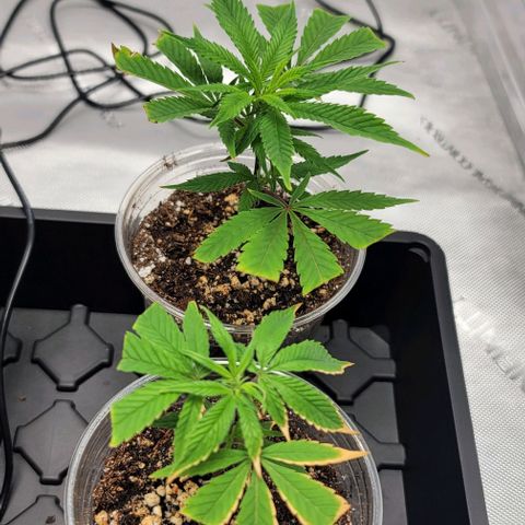 April growlog timeline photo