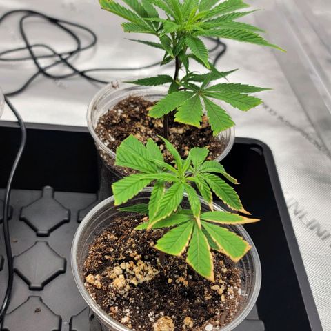 April growlog timeline photo