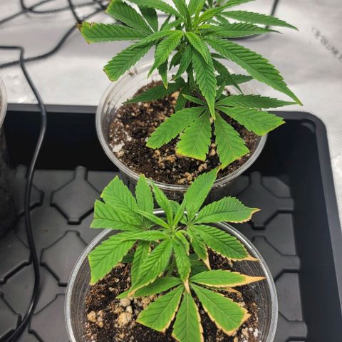 April growlog timeline photo