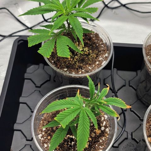 April growlog timeline photo