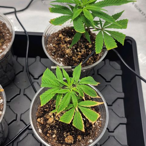 April growlog timeline photo