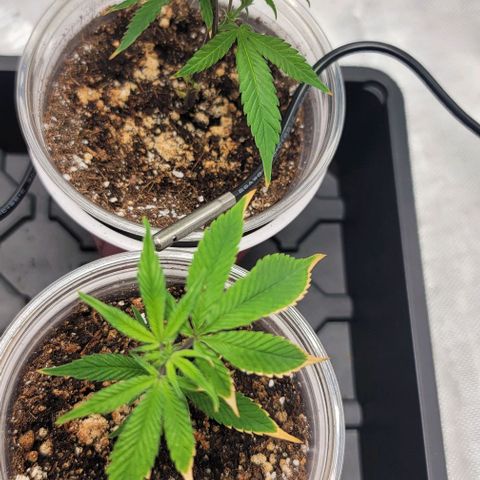 April growlog timeline photo