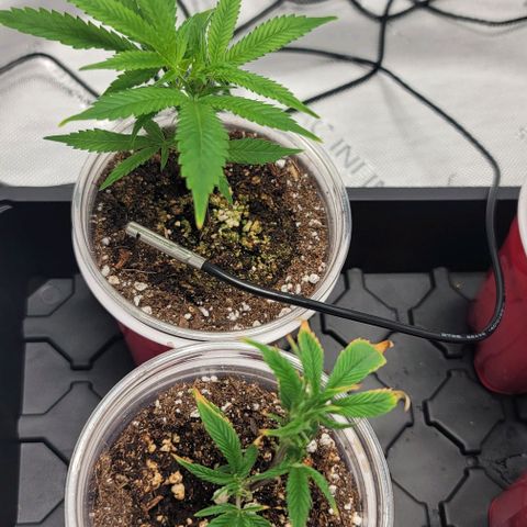April growlog timeline photo