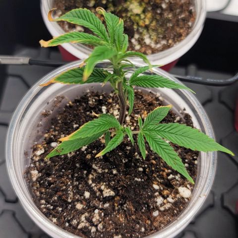 April growlog timeline photo