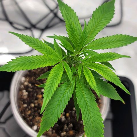 April growlog timeline photo