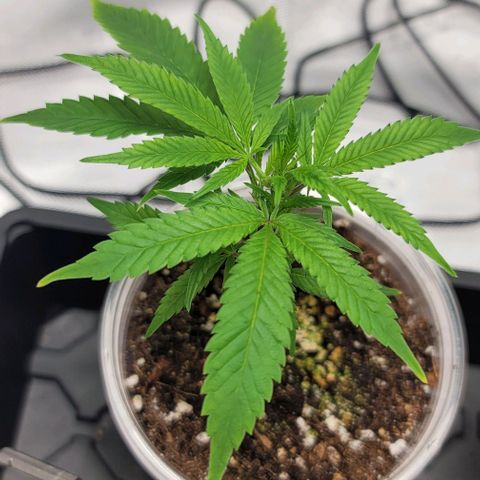 April growlog timeline photo