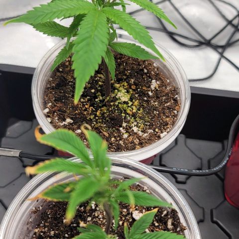 April growlog timeline photo