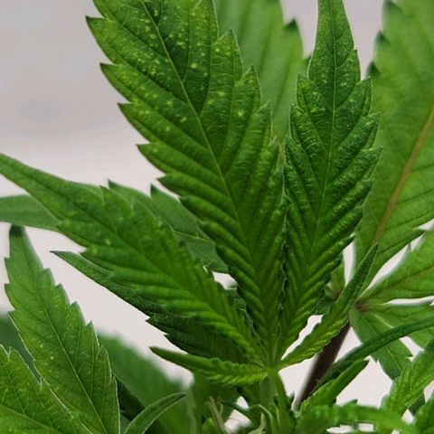 April growlog timeline photo