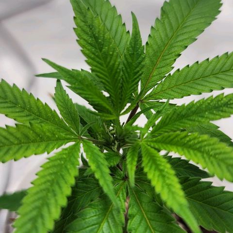 April growlog timeline photo