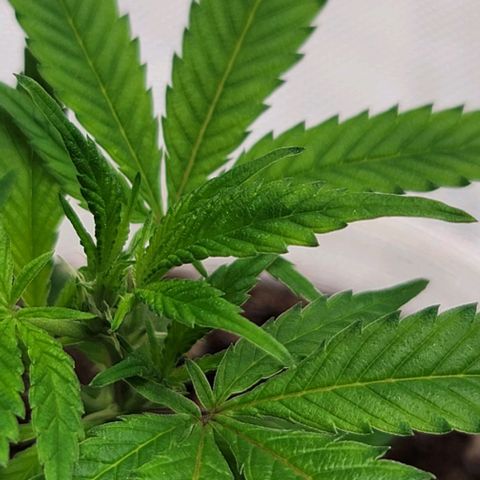 April growlog timeline photo
