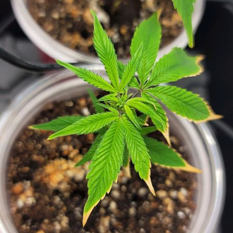 April growlog timeline photo