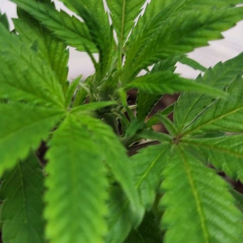 April growlog timeline photo