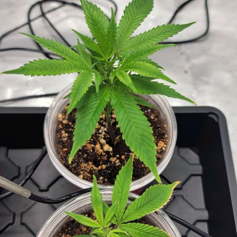 April growlog timeline photo